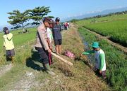 Bulog Segera Serap Hasil Panen Petani Sulteng, Segini Harga Pokok Pembeliannya