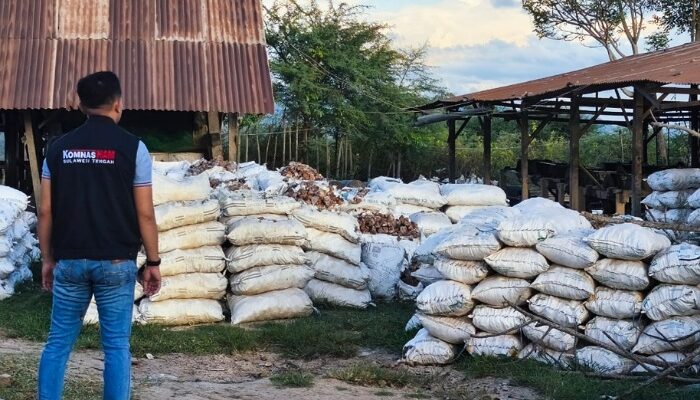 Aktivitas Pertambangan Tanpa Izin di Sulteng jadi Perhatian Komnas HAM, Tim Pemantauan Dibentuk