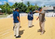 Serapan Gabah di Sulteng Digenjot, Direktur Pengadaan Bulog Tinjau Mitra Penggilingan di Parigi Moutong