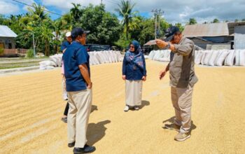 Serapan Gabah di Sulteng Digenjot, Direktur Pengadaan Bulog Tinjau Mitra Penggilingan di Parigi Moutong