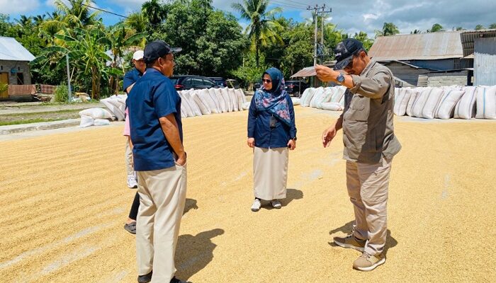 Serapan Gabah di Sulteng Digenjot, Direktur Pengadaan Bulog Tinjau Mitra Penggilingan di Parigi Moutong