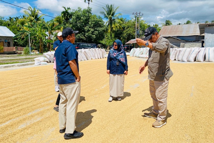 Serapan Gabah di Sulteng Digenjot, Direktur Pengadaan Bulog Tinjau Mitra Penggilingan di Parigi Moutong