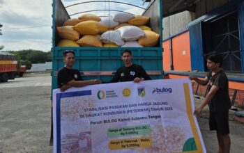 Bulog Sulteng Salurkan 100 Ton Jagung SPHP, Bantu Peternak Dapat Pakan Murah