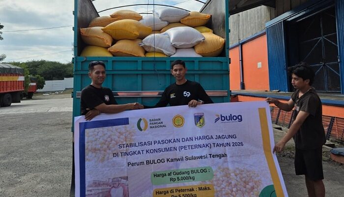 Bulog Sulteng Salurkan 100 Ton Jagung SPHP, Bantu Peternak Dapat Pakan Murah