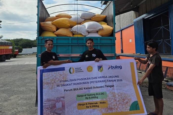 Bulog Sulteng Salurkan 100 Ton Jagung SPHP, Bantu Peternak Dapat Pakan Murah